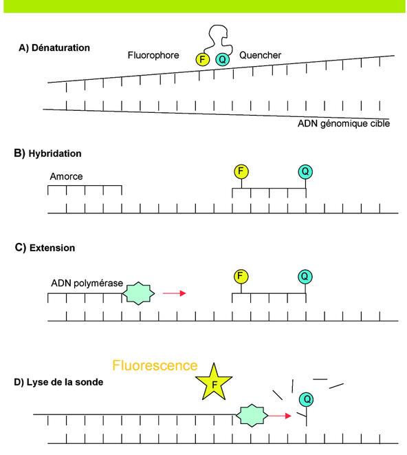 Pcr En Microbiologie De L Amplification De L Adn A L Interpretation Du Resultat