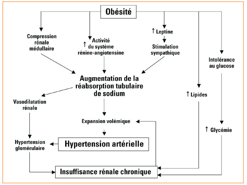 Traitement de l'hypertension chez les patients obèses : quelle ...