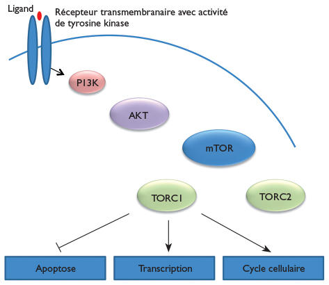  Épigénétique et cancers hormonodépendants : acétylation et  signalisation estrogénique dans les cancers du sein