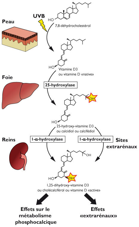 Vitamine D et système immunitaire : quel lien ?