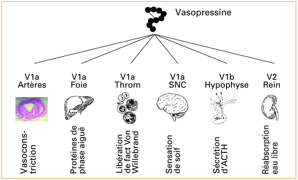 vasopressine