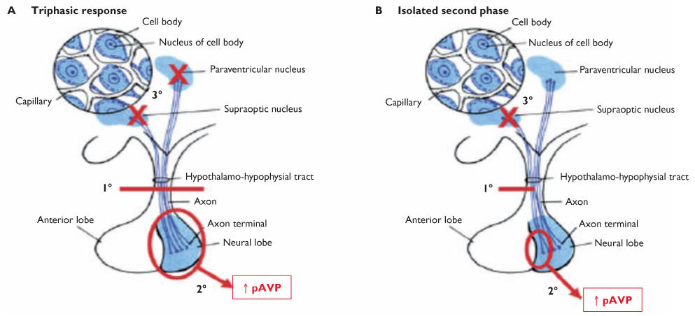 Fájl:Arginine vasopressin3d.png