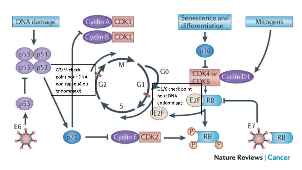 adn papillomavirus humains genitaux potentiellement oncogenes