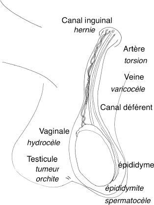 Testicule : rôle, schéma, symptômes, maladies