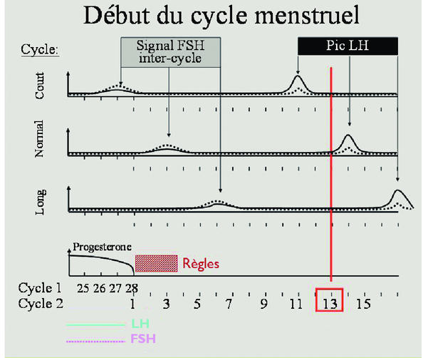 schéma du cycle menstruel