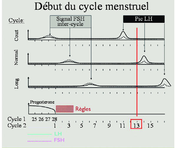 Synchronisation du cycle menstruel et des follicules ovariens: de ...
