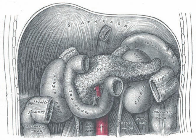 structure des cellules pancréatiques