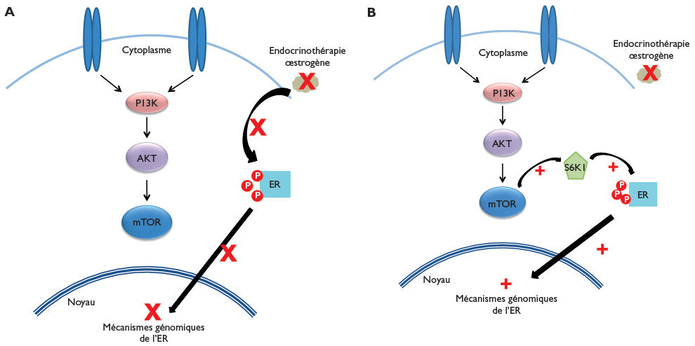 Résistance à l'endocrinothérapie dans le cancer du sein ...