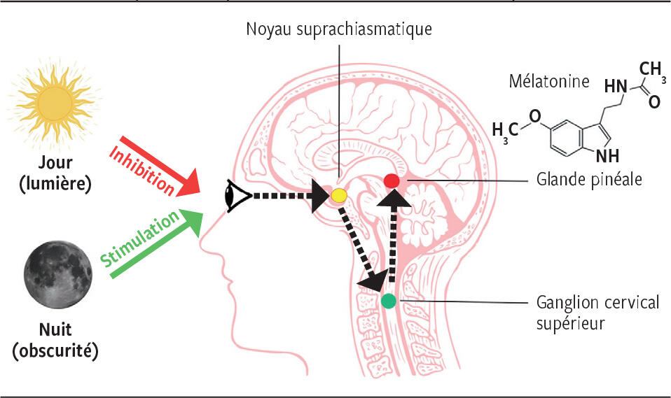 Syndrome vespéral chez la personne âgée