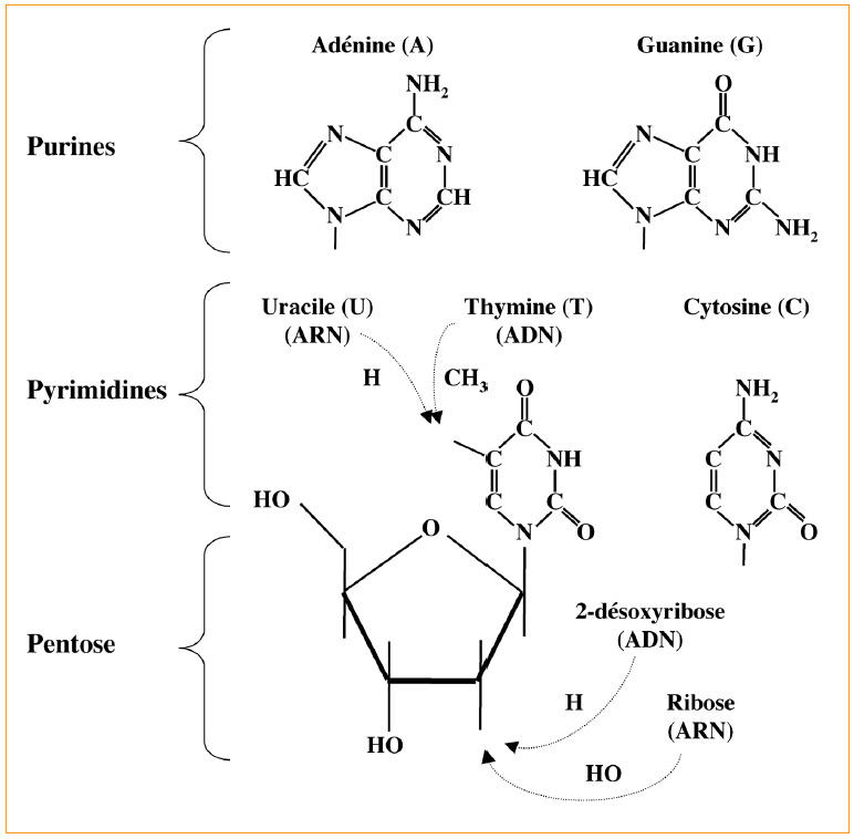 structure moléculaire de la guanine