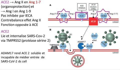 Revue sur les récepteurs de l'angiotensine II de type 2 (AT2R) publiée dans  le journal Pharmaceuticals. - UR 20218 NEURIT