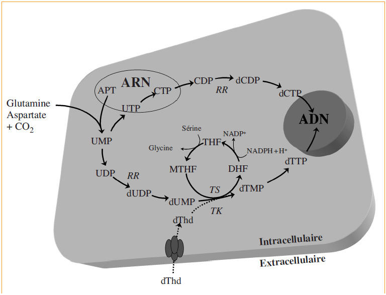 métabolisme de la pyrimidine