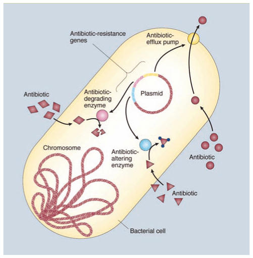 bacterie oxa 48)