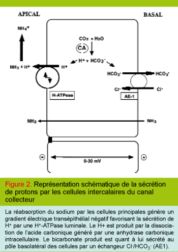 l'acidose métabolique rénale : physiopathologie, diagnostic et
