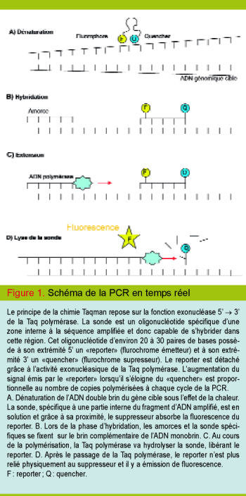 Pcr En Microbiologie De L Amplification De L Adn A L Interpretation Du Resultat Revue Medicale Suisse