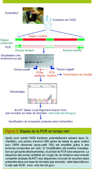 Pcr En Microbiologie De L Amplification De L Adn A L Interpretation Du Resultat Revue Medicale Suisse