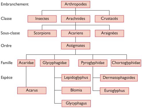 Allergie Aux Acariens Mythes Et Realites Revue Medicale Suisse
