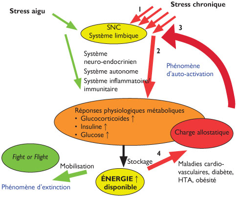 Dysfonction métabolique et stress chronique : un nouveau..