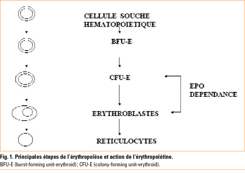 l anemie inflammatoire