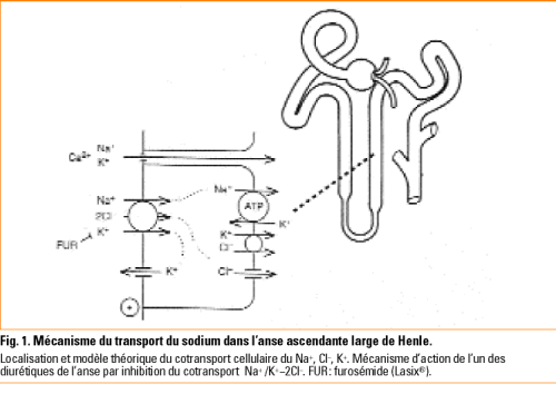 Place des diurétiques de l'anse dans le traitement de l'hypertension ...