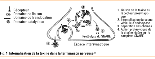 toxine botulique h