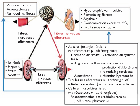 RÃ©sultat de recherche d'images pour "fibres nerveuses des reins et hypertension"