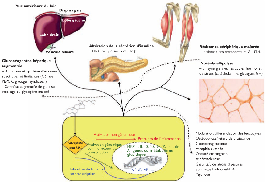 Physiopathologie du diabetes gestationnel pdf