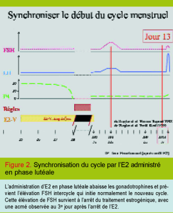 Synchronisation Du Cycle Menstruel Et Des Follicules Ovariens De