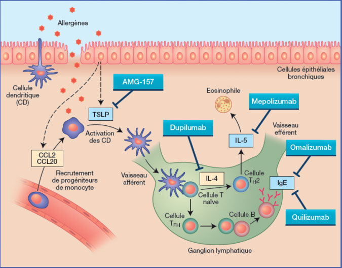Allergologie Immunologie Clinique 2 Les Biologiques Dans L Asthme Quoi De Neuf Revue Medicale Suisse