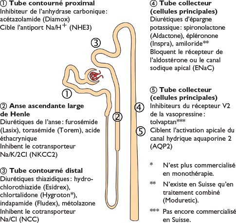 Pharmacologie Pharmacologie