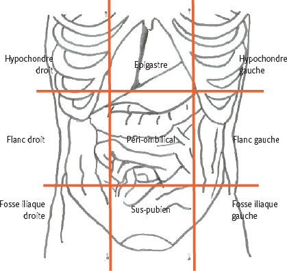 Organes de l abdomen